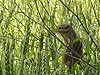 Animals - Chipmunk in a Wheat Field