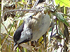 Birds - Chickadee swaying from a branch