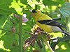 Birds - Male Goldfinch feeding on Coneflower seeds