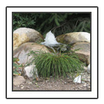 Bubbling Rock