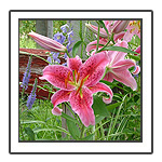 Perennials