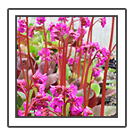 Perennials
