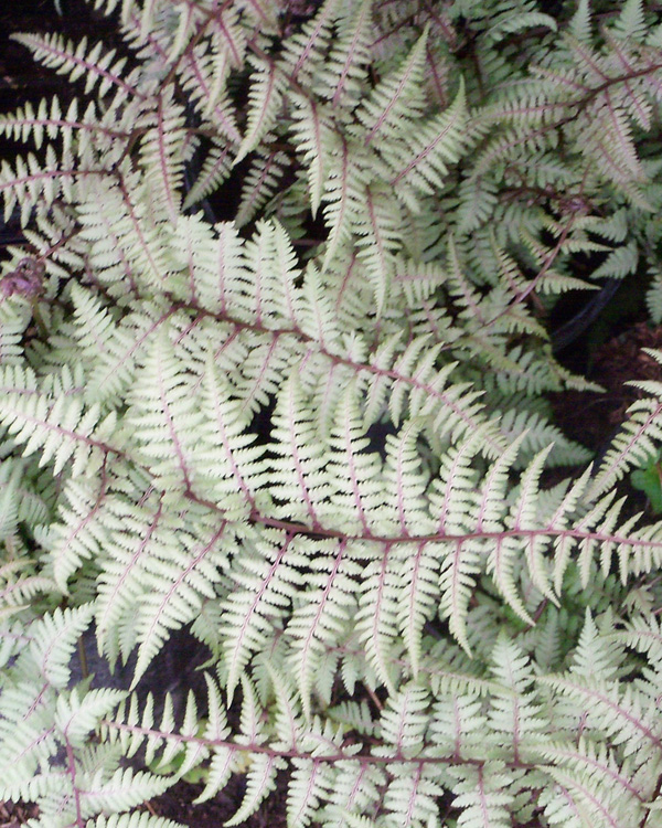 Perennial