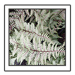 Perennials