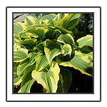 Lots of Hosta