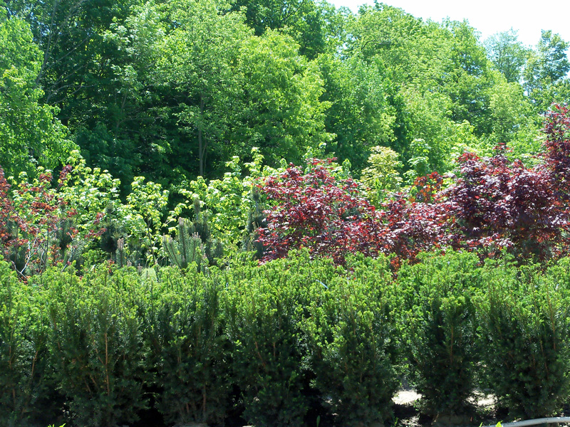 Perennial