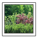 Trees & Shrubs