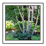 Hosta Gardens
