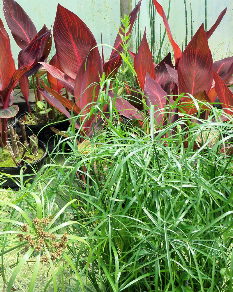 Water Plants