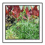 Water Plants