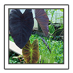 Water Plants