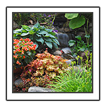 Perennial Garden