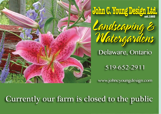 John C Young Design Ltd. Landscaping & Watergardens, perennials, grasses, hosts, Waterplants, Evergreens & Koi